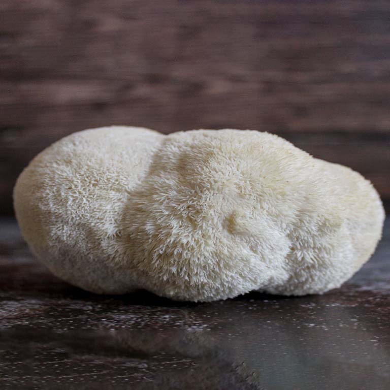 Lion’s mane Mushroom