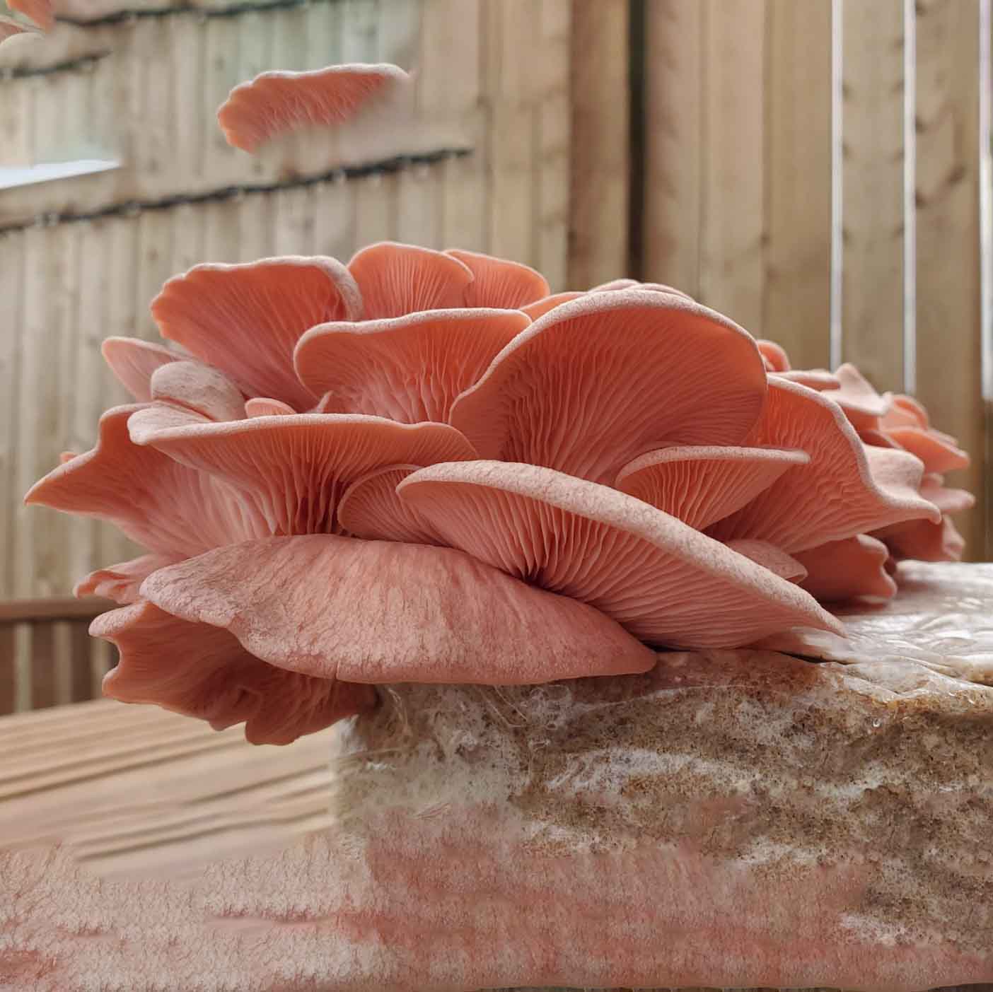 Pink Oyster